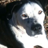 Entry image for Jessie