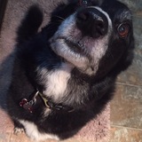 Entry image for Nash