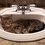 Entry image for Barney