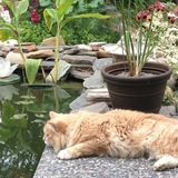 Entry image for MacKenzie