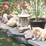 Entry image for Little Mac