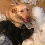 Entry image for Lebron and Griz