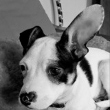 Entry image for Brutus 