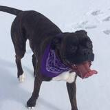 Entry image for Rupert 