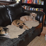 Entry image for Orange, Peace and Bentley