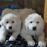 Entry image for Sophie and Soda