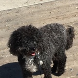 Entry image for Hardy