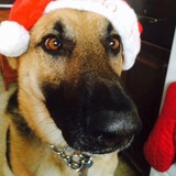 Entry image for Maverick