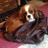 Entry image for Riley