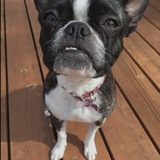 Entry image for Bella