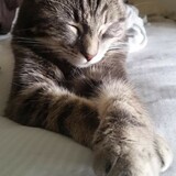 Entry image for Mr. Bing-Bing