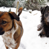 Entry image for Barley & Millie