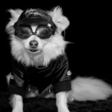 Entry image for Winston