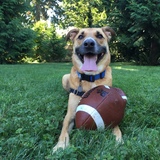 Entry image for Harley