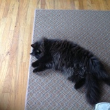 Entry image for Doja