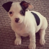 Entry image for Brutus 