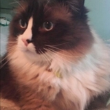 Entry image for Aleksandr the Great