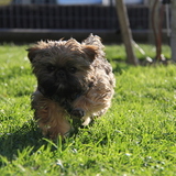 Entry image for Copper