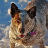 Entry image for Ginger