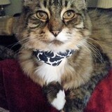 Entry image for Jack