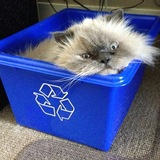 Entry image for Rufus