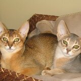 Entry image for Bacchus and Hermes