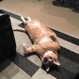 Entry image for Mr. Pickles 