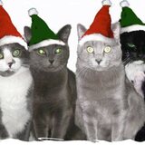 Entry image for Minu, Samba, Tessie, Toby, Che & Tasha