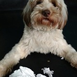 Entry image for Woodpecker ( Woody)