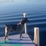 Entry image for Buddy