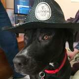 Entry image for Gemma