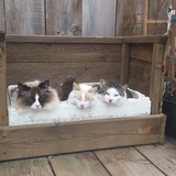 Entry image for Mr.Magoo,Princess & Fritz