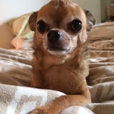 Entry image for Thorn