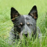 Entry image for Angus