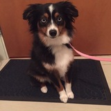 Entry image for Zelda