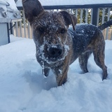 Entry image for Bear