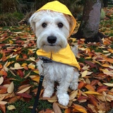 Entry image for Banjo