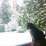 Entry image for Spruce