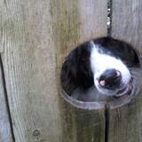 Entry image for Jagger