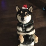 Entry image for Tomi