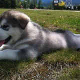 Entry image for Nicimos (my sweetheart - in Cree, aboriginal language of Canada)