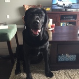 Entry image for Murphy