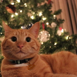 Entry image for Oliver