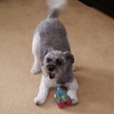 Entry image for Heidi