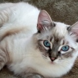 Entry image for Percy