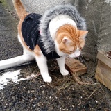 Entry image for Willy