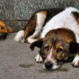 Entry image for Patches 