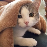 Entry image for Bella