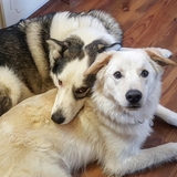 Entry image for Max and Trooper