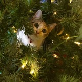 Entry image for Gemma